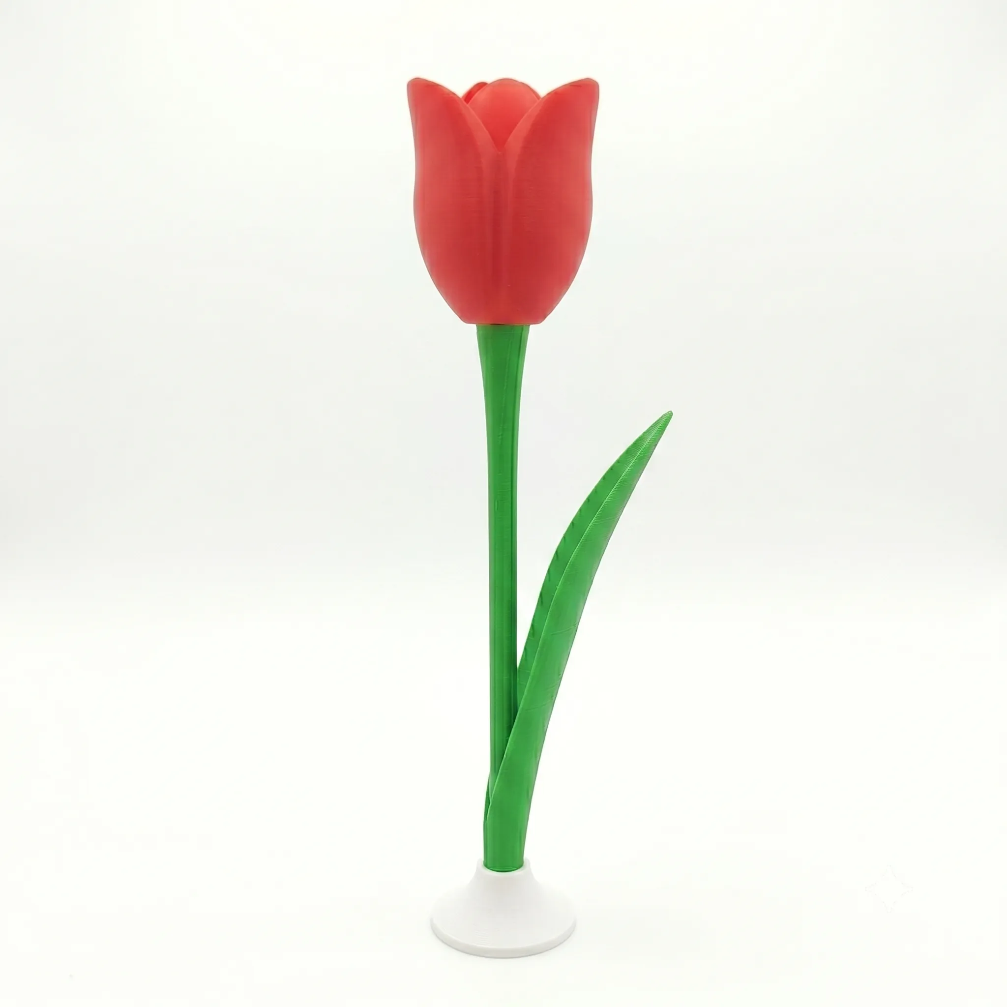 318 - Tulipan