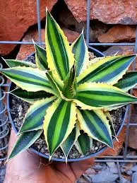 957 - Agave Quadricolor