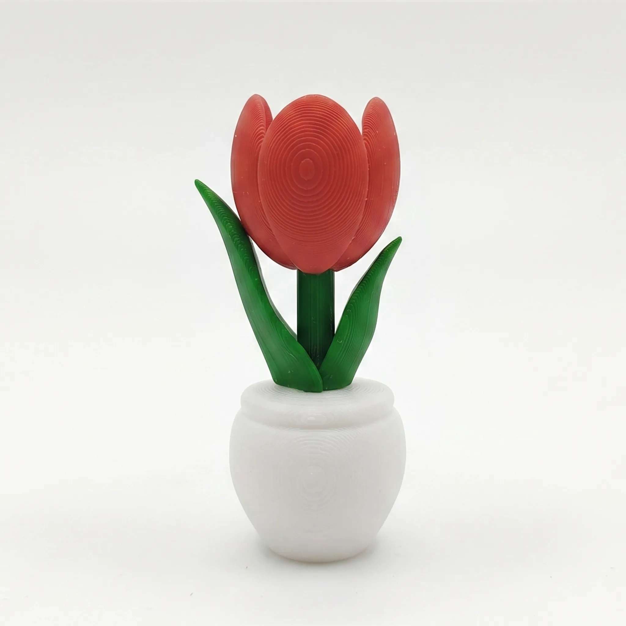 1368 - Tulipan para Pared